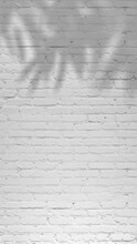 Vertical Shadow Of Bamboo Tree Moving Gently In The Wind On White Painted Brick Wall Background, Backdrop