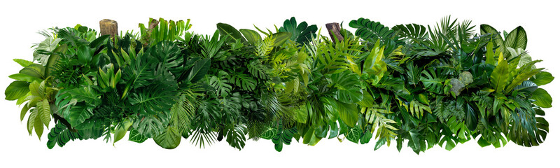 Wall Mural - Plant leaves Green nature Tropical forest isolated on transparent background - png	