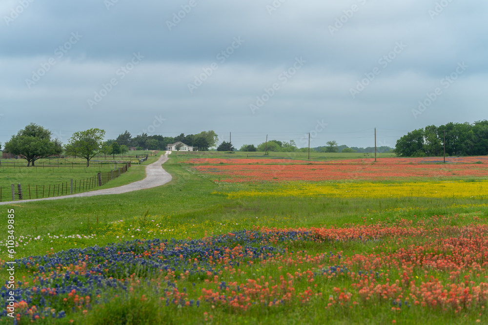 Texas Rural Area Rural Texas road leading to blooming Texas bluebonnets and Indian ...
