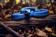 Cobalt Viper A sleek and agile reptile, its cobalt blue scales shimmering in the sunlight, evoking a sense of mystery and intrigue.  generative AI.