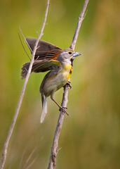 Wall Mural - dickcissel taking flight