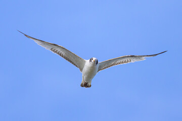 Poster - A black-headed gull in flight on the beach