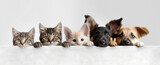 Fototapeta Zwierzęta - A row of cats and dogs hanging with their paws over a white banner.