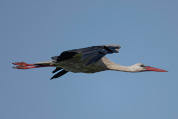 White stork