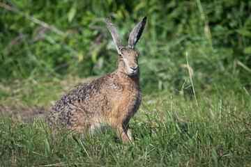 Wall Mural - European hare