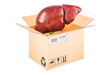 Wall Mural - Human liver gallbladder inside cardboard box, delivery concept, 3D rendering