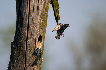 Poster - Starling