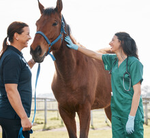 Woman, Vet And Check Horse Health On Farm, Veterinary Medicine And Care For Sick Animal. Agriculture, Farming And Medical Expert Working In Animals Healthcare, Wellness Or Veterinarian For Pets