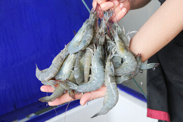 Wall Mural - Close-up shot of white shrimps in hand, selling fresh white prawns to customers.