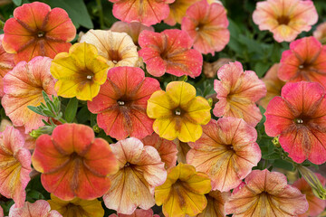 Wall Mural - Summertime display of a blend of yellow, coral and orange petunia flowers.