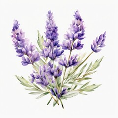 Poster - Lavender flowers isolated. Illustration AI Generative.