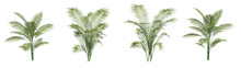 Set of Areca Palm houseplants with isolated on transparent background. PNG file, 3D rendering illustration, Clip art and cut out