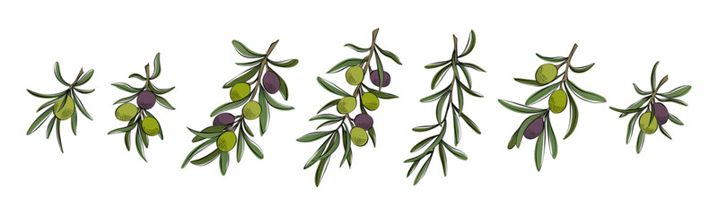 Wall Mural - branches of olive fruits with leaves. vector illustration.