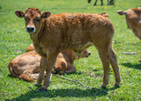 Fototapeta Zwierzęta - calf in a field