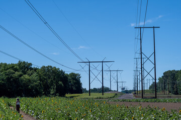 power lines in the field