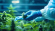 © Dirk - Generative AI, Close-up view of hands wearing blue nitril gloves examining medicinal marijuana plants in a greenhouse. Scientist, scientific