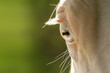 Detail of American Paint Horse stallion crystal blue eye