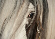 Detail of Gypsy Vanner Horse stallion eye with forelock