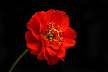 Wall Mural - Geum against black