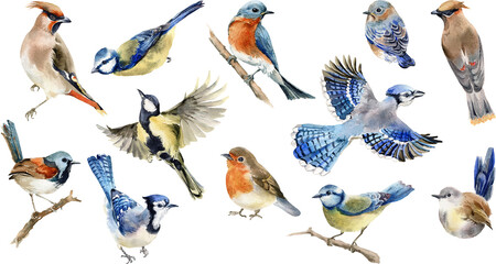 Watercolor birds clipart. Painted forest cute bird. Robin, wren, blue bird, waxwing, blue jay, blue tit, birdhouse, nest PNG. Spring or summer design