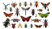 Different Insects, Bugs Types Collection Photo Realistic. Isolated Transparent Background, Generative Ai