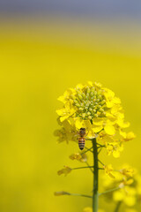 Wall Mural - yellow flower in the field