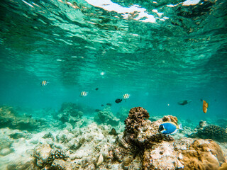 Wall Mural - corals and tropical fish underwater sea life