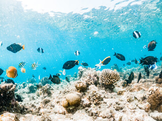 Wall Mural - corals and tropical fish underwater sea life