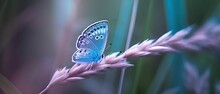 Beautiful Blue Butterfly On Blade Of Grass In Nature With A Soft Focus On Blurred Purple Background Beautiful Bokeh. Magic Dreamy Artistic Image For Wallpaper Template Background Design Card.