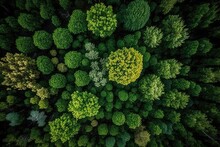 Top Down Aerial Image Of A Green Woodland, Drone Perspective, Natural Green Backdrop. Generative AI