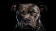 © angellodeco - Portrait closeup head shot of Pitbull or American bully, Pit bull looking badass. His piercing gaze he intimidates. Generative Ai.