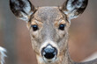 Close up of whitetail doe
