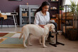 © Seventyfour - Full length portrait of cute dog eating food at home with caring young woman watching, copy space