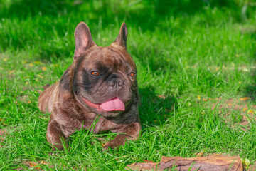 Wall Mural - The dog of the French bulldog breed lies on the green grass. A pet, an animal.