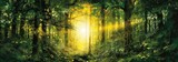Fototapeta Las - Beautiful rays of sunlight in a green forest