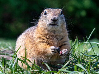 Prairie dog on a grassy field looking at a camera. Close-up, portrait of rodent