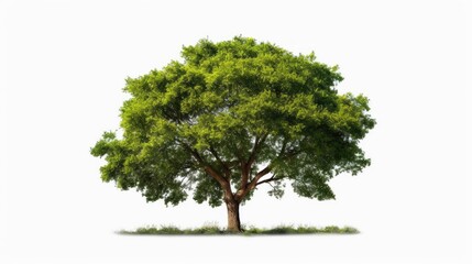 Poster - tree isolated on white background