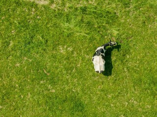 Aerial view of cow on green meadow in summer.