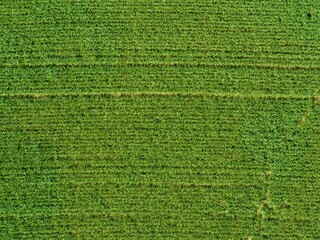 Wall Mural - Aerial view of corn field in rural area.