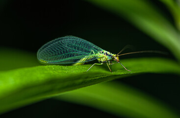 a green lacewing with blue wings sits on a green leaf of grass.