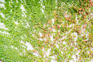 Wall Mural - Ivy Creeper colorful leaves on a wall of a house