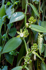 Vanilla flower on Tree