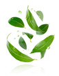 © Tania - Composition of flying green leaves with drops isolated on white background.
