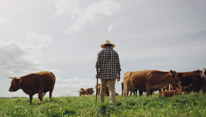 Wall Mural - Agriculture, cows and black man on farm, back and using walking stick for farming mockup. Land, cattle and African person with disability, farmer working and grass field for meat production in agro.