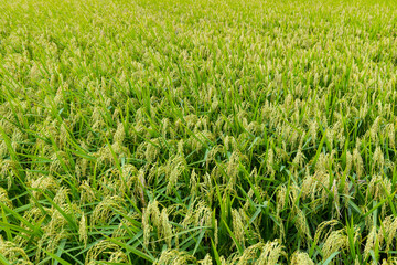 Wall Mural - Fresh raw paddy rice field