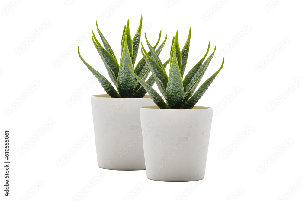 Two plant pot PNG.Aloe vera pot transparent. Pot fake plant isolated PNG  image. Two Aloe vera potted decoration home office.desk decoration  tree.desk decoration plant pot.minimalist plant pot PNG. Stock Photo | Adobe