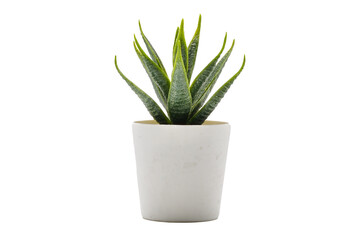 plant pot PNG.Aloe vera pot transparent. Pot fake plant isolated PNG image..Aloe vera potted decoration home office.desk decoration tree.desk decoration plant pot.minimalist plant pot PNG.