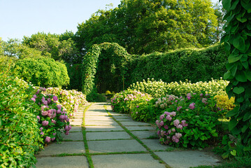 Poster - Beautiful pink Hydrangea macrophylla flower heads in the sunlight. Beautiful garden with hydrangeas