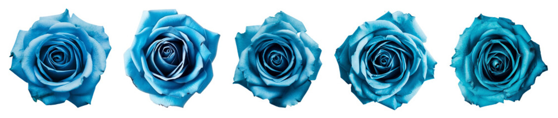 Wall Mural - illustrations set of isolated blue colored rose flowers. Created with Generative AI