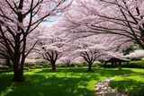 Fototapeta Most - Sakura blossoms in japanese style ornamental garden, beautiful landscape. Generative AI.